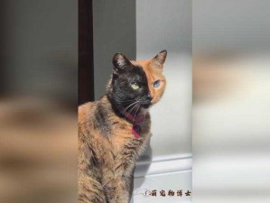 解锁通神榜大阴阳猫1的神秘秘诀：深度探索与策略分享