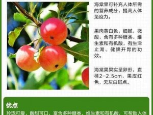 双产海棠：产量高、果实大的海棠新品种