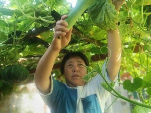 如何在花园中种植向日葵、草莓、秋葵、黄瓜、荔枝和丝瓜？