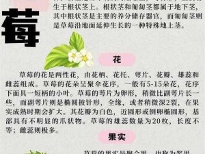 H 厨房灌草莓，为什么这么做？有何好处？