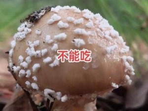 蘑菇黑料爆料：为何蘑菇会成为网络热点？如何看待蘑菇黑料爆料对个人和社会的影响？