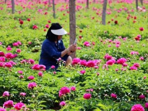 林芍药为何如此香软玉滑？探寻其奥秘