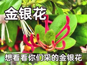 《深不可测》TXL 金银花为何如此神秘？如何探寻其奥秘？