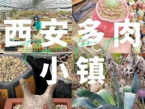 多肉小镇金银花，多汁饱满，香气扑鼻，可食用可泡茶