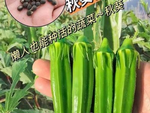 一款聚合了草莓、秋葵、芭乐和绿巨人等多款 app 的最新版本，提供丰富的内容和便捷的使用体验