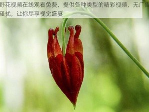 野花视频在线观看免费，提供各种类型的精彩视频，无广告骚扰，让你尽享视觉盛宴