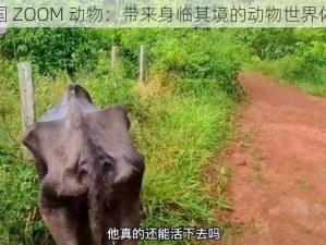 美国 ZOOM 动物：带来身临其境的动物世界体验