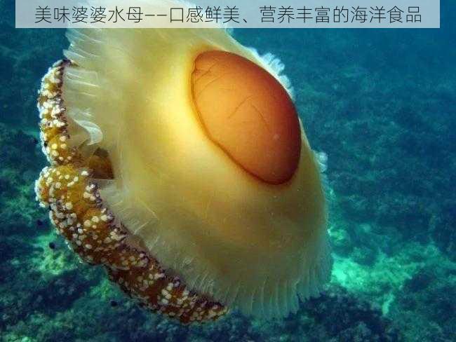 美味婆婆水母——口感鲜美、营养丰富的海洋食品