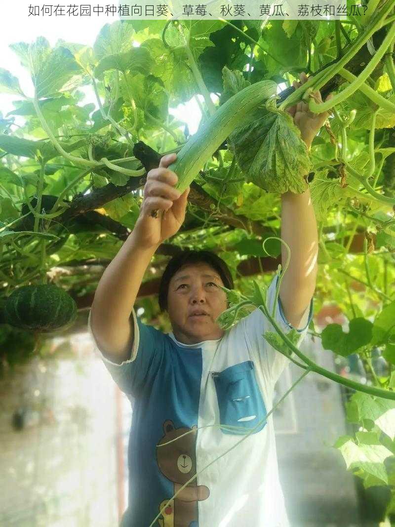 如何在花园中种植向日葵、草莓、秋葵、黄瓜、荔枝和丝瓜？