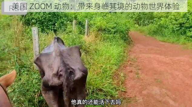 美国 ZOOM 动物：带来身临其境的动物世界体验