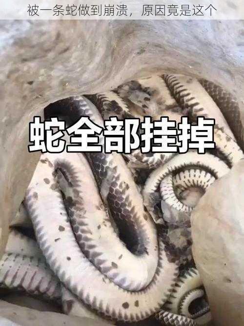 被一条蛇做到崩溃，原因竟是这个