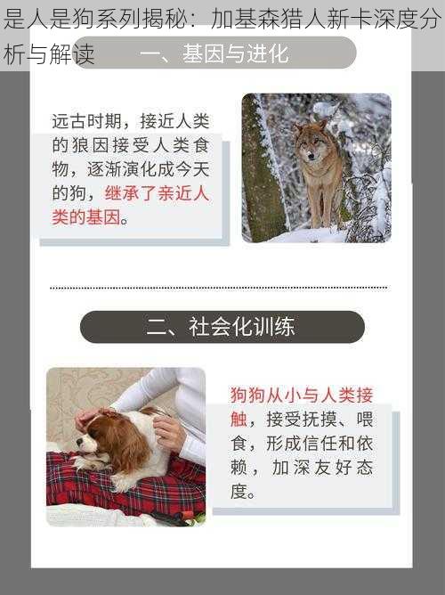 是人是狗系列揭秘：加基森猎人新卡深度分析与解读