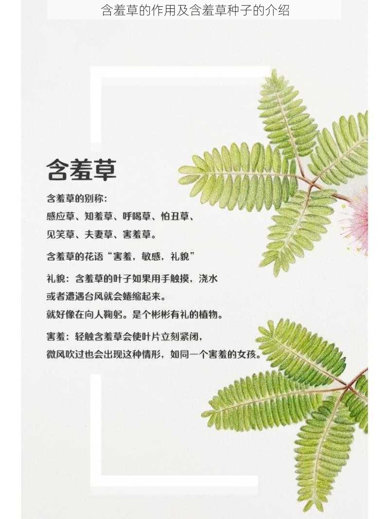 含羞草的作用及含羞草种子的介绍