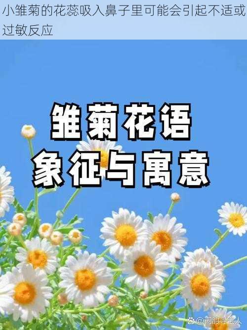 小雏菊的花蕊吸入鼻子里可能会引起不适或过敏反应