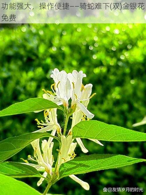 功能强大，操作便捷——骑蛇难下(双)金银花免费