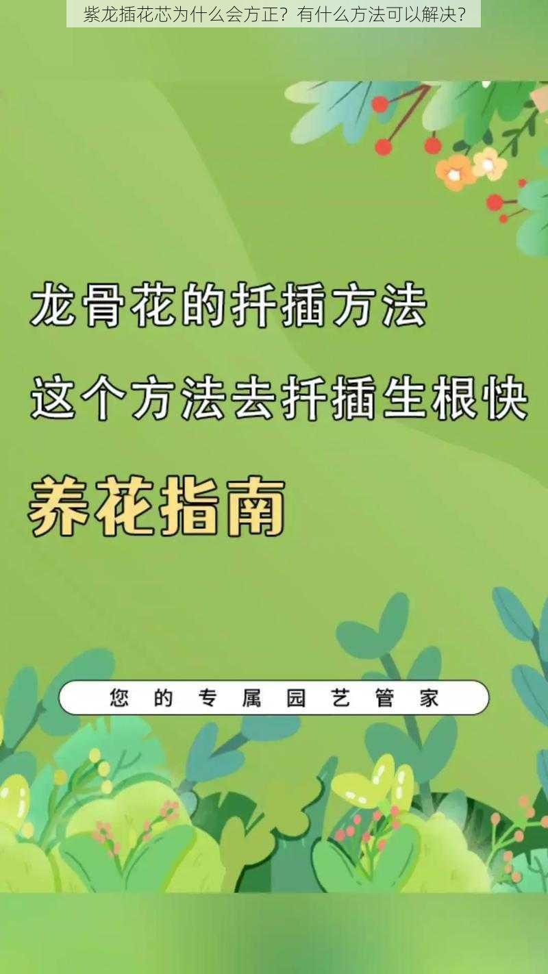 紫龙插花芯为什么会方正？有什么方法可以解决？