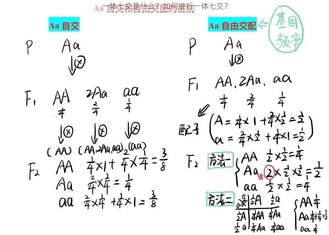 一体七交是什么？如何进行一体七交？