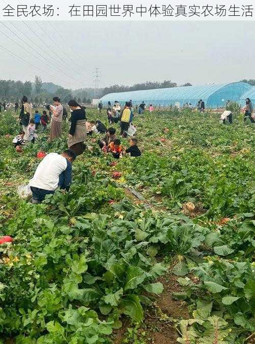 全民农场：在田园世界中体验真实农场生活