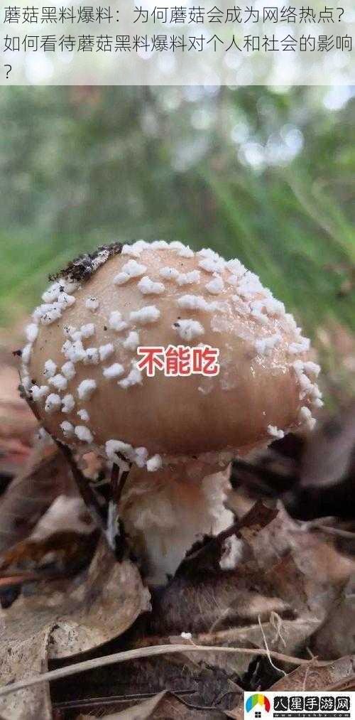 蘑菇黑料爆料：为何蘑菇会成为网络热点？如何看待蘑菇黑料爆料对个人和社会的影响？