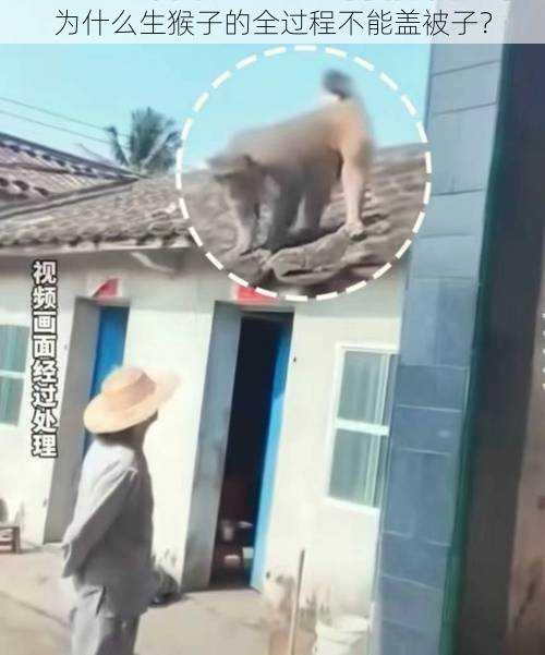 为什么生猴子的全过程不能盖被子？