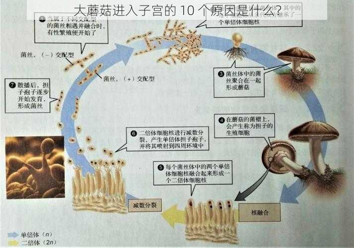 大蘑菇进入子宫的 10 个原因是什么？