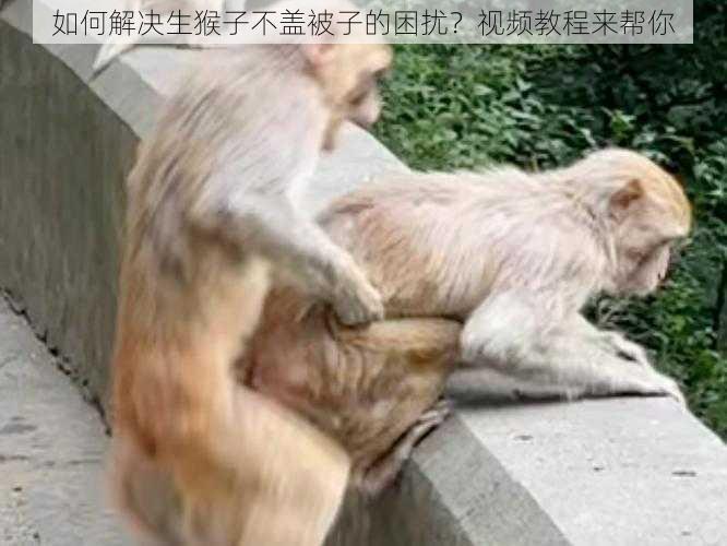 如何解决生猴子不盖被子的困扰？视频教程来帮你