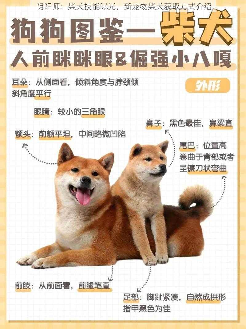 阴阳师：柴犬技能曝光，新宠物柴犬获取方式介绍